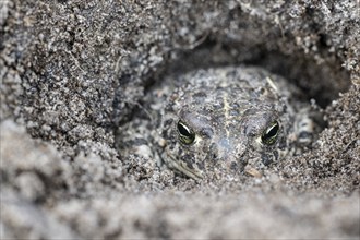 Natterjack toad (Epidalea calamita), Emsland, Lower Saxony, Germany, Europe