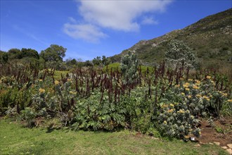 Giant honey flower (Melianthus major), flowering, flowers, shrub, Kirstenbosch Botanical Gardens,