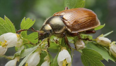 Animals, symbol, close-up of a cockchafer, Melolontha melolontha, AI-generated, AI generated