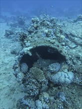 Mast on the wreck of the Carnatic, Red Sea, Egypt, Africa