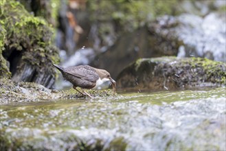 White-throated Dipper (Cinclus cinclus), at a torrent with prey in its beak, Rhineland-Palatinate,