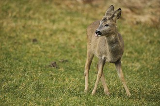 European roe deer (Capreolus capreolus) fawn in winter coat on a meadow, Allgäu, Bavaria, Germany,