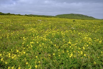 Spring blossom, wildflower blossom at Postberg, Langebaan Lagoon, West Coast National Park, West