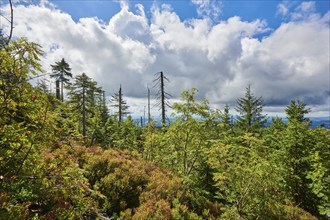 Vegetation with Norway spruce (Picea abies) and colored European blueberry (Vaccinium myrtillus) on