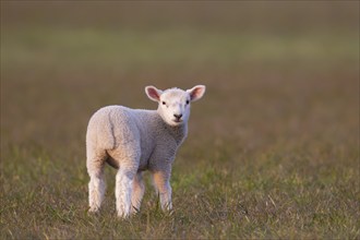 Domestic sheep (Ovis aries) juvenile lamb farm animal standing in a grass field, England, United