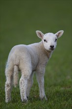 Domestic sheep (Ovis aries) juvenile lamb farm animal standing in a grass field, England, United