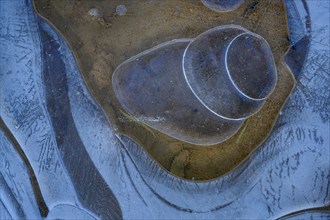 Ice flower on a puddle, ice, frost, abstract, Diepholz, Lower Saxony, Germany, Europe