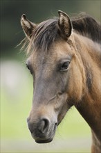 Dülmen wild horse, portrait, Merfelder Bruch, Dülmen, North Rhine-Westphalia, Germany, Europe