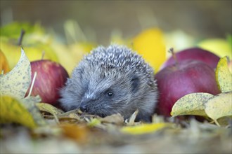 European hedgehog (Erinaceus europaeus) adult animal walking amongst fallen apples in a garden in