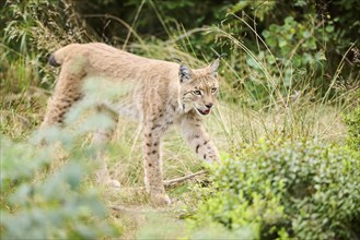 Eurasian lynx (Lynx lynx) walking through the forest, Bavaria, Germany, Europe