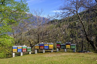 Colourful beehives, bee boxes, beekeeping, near Labers, Merano, South Tyrol, Italy, Europe