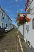 A narrow alley surrounded by white buildings and flowering plants, fishing village Lajes do Pico,