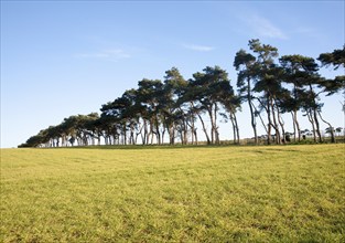 A line of Scots pine trees marking an field boundary in the countryside, Shottisham, Suffolk,