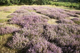 Purple flowering heather plants growing on heathland in summer, Shottisham, Suffolk, England, UK