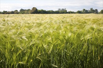 Field with growing barley crop in summer, Shottisham, Suffolk, England, United Kingdom, Europe