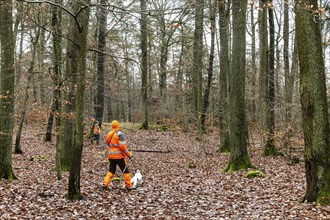 Driven hunt, party hunt in Schönbuch near Böblingen. Drivers in protective clothing drive the game