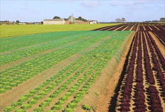 Lettuce crop growing in field, Buckanay Farm, Alderton, Suffolk, England, UK