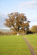 Orange brown oak tree with autumn leaves Woodborough, Wiltshire, England, UK