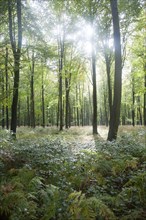 Beech trees in early autumn, Savernake forest, near Marlborough, Wiltshire, England, UK