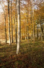 Orange brown beech tree autumn leaves Savernake Forest, Wiltshire, England, UK