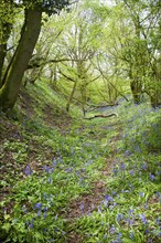 Ditch and embankment of the Wansdyke a Saxon defensive structure on All Cannings chalk downs near