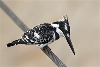 Pied kingfisher (Ceryle rudis) native to sub-Saharan Africa and southern Asia