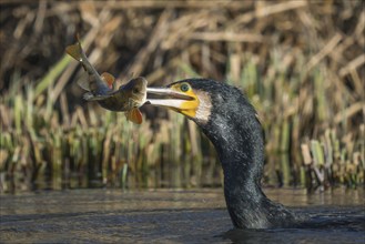 Great cormorant (Phalacrocorax carbo) with preyed river european perch (Perca fluviatilis), Hesse,