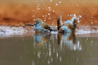 Angolan butterfly finch (Uraeginthus angolensis), blue-eared butterfly finch, adult, two birds, at