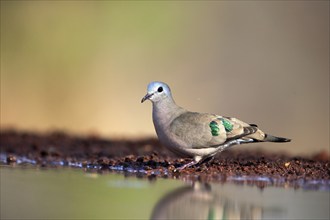 Emerald-spotted wood dove (Turtur chalcospilos), adult, at the water, Kruger National Park, Kruger