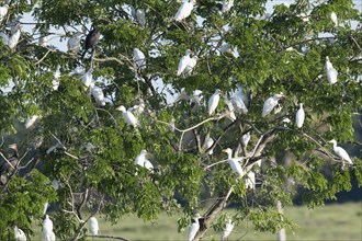 Western Cattle Egrets, Bubulcus ibis, roosting in a tree, late afternoon, Amazon Basin, Brazil,