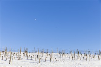 The Höflößnitz vineyard is also a popular excursion destination in winter. Snow-covered vineyard,