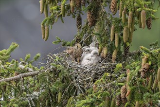 Common kestrel (Falco tinnunculus), female adult bird with young birds not yet ready to fly in the