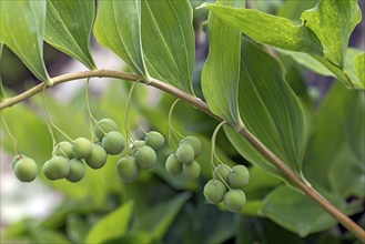 Solomon's seal (Polygonatum multiflorum), Botanical Garden, Erlangen, Middle Franconia, Bavaria,