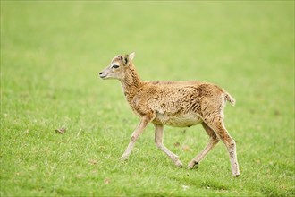 European mouflon (Ovis aries musimon) running walking on a meadow, tirol, Kitzbühel, Wildpark