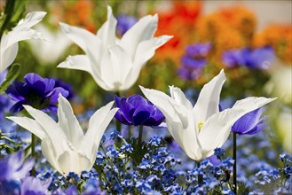 Flower meadow with colourful tulips, Mainau Island, Lake Constance, Baden-Württemberg, Germany,