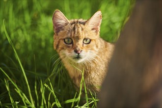 European wildcat (Felis silvestris) on a meadow, portrait, wildlife Park Aurach near Kitzbuehl,