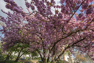 Flowering Japanese cherry (Cerasus serrulata), Siegen, North Rhine-Westphalia, Germany, Europe