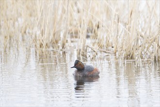 Black necked grebe (Podiceps nigricollis) adult bird in breeding plumage on a lake, Yorkshire,