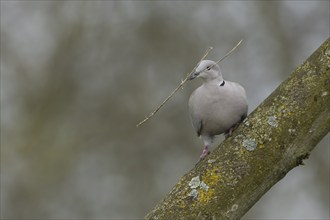 Collared dove (Streptopelia decaocto) adult bird on a tree branch with a stick for nesting material