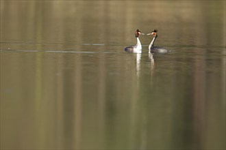 Great crested grebe (Podiceps cristatus) two adult birds performing their courtship display on a