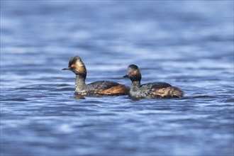 Black necked grebe (Podiceps nigricollis) two adult birds in breeding plumage on a lake, Yorkshire,