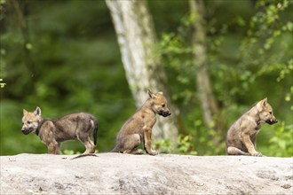 Three wolf pups sitting next to each other on a rock in a dense forest area, European grey gray