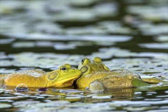 Bull frogs Lithobates catesbeianus. Male bull frogs fighting during the breeding season. La