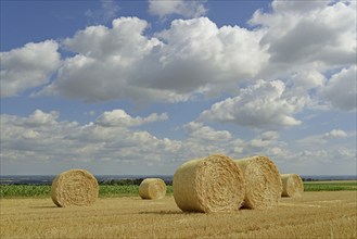 Grain field after harvest, stubble field with round straw bales, blue cloudy sky, North