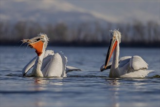 Dalmatian Pelican (Pelecanus crispus), swimming, 2 birds, with fish, snow-covered mountains in the