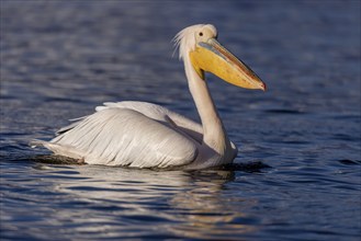 Great white pelican (Pelecanus onocrotalus), swimming, Lake Kerkini, Greece, Europe