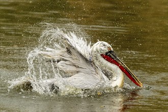 Dalmatian pelican (Pelecanus crispus), bathing, France, Europe