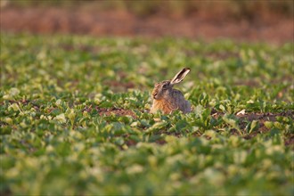 European brown hare (Lepus europaeus) adult animal resting in a farmland sugar beet field, Suffolk,