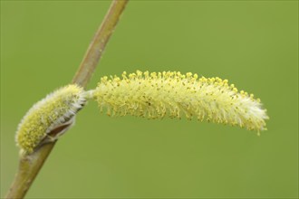 White willow (Salix alba), male flowers in spring, willow catkins, North Rhine-Westphalia, Germany,