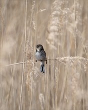 Reed bunting (Emberiza schoeniclus), reed bunting, sitting in the reeds on a branch that runs